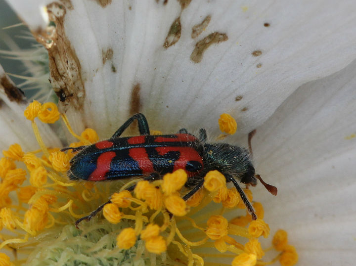 Ornate Checkered Beetle